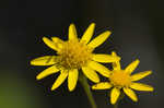 Roundleaf ragwort